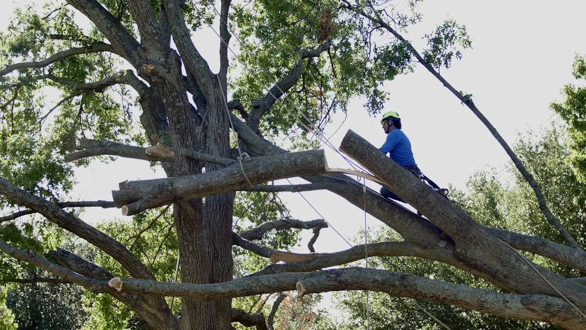 Professional Hazardous Tree Removal performed by certified arborists in Gorham