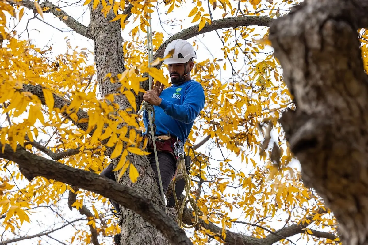 Skilled Tree Planing crew working in Gorham